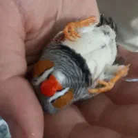 یک جفت فنچ به همراه تمام وسایل ها