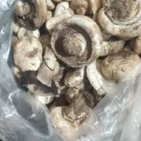 سماروق یاقارچ دشتی