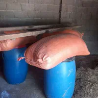 فروش جو هاشمی