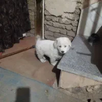 سگ سرابی درشت