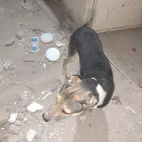 واگذاری رایگان