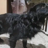 نژاد سگ فلت کوت