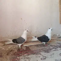 کفتر یا کبوتر