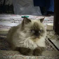 هیمالین فلت|گربه|بابل, |دیوار