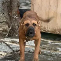 سگ گله|سگ|خوانسار, |دیوار