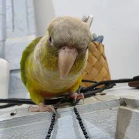 طوطی گم شده