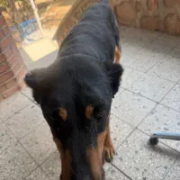 سگ دوبرمن ۱ساله ماده|سگ|دماوند, گیلاوند|دیوار