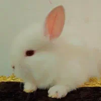 خرگوش جرسی نژاد دار کوچولو ملوس|موش و خرگوش|یزد, |دیوار