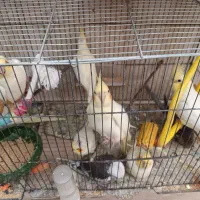 جوجه عروس لوتینو و گرینچیک سرلاکی