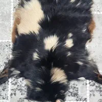 پوست گوسفندی