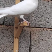 آلمانی|پرنده|جغتای, |دیوار