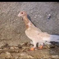 20تا مادع ساار سرخ کرمونی