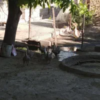 غاز و جوجه غاز