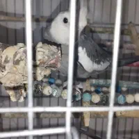 عروس هلندی نروماده بایک ماده جم|پرنده|جم, |دیوار