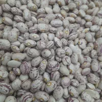 بذر لوبیا چیتی