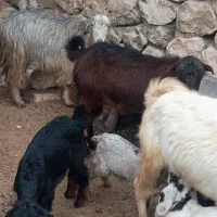 بز کهردار در جم|حیوانات مزرعه|جم, |دیوار