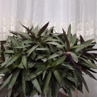 گل خیلی پر پشت