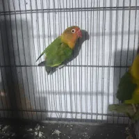 کوتوله مولد|پرنده|قم, نخودی|دیوار