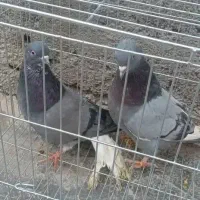 کفتر|پرنده|فاضل آباد, |دیوار