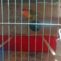 طوطی برزی نر و ماده بالغ|پرنده|فردوسیه, |دیوار