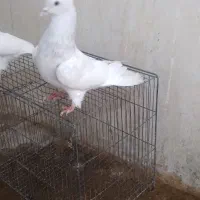 کبوتر کله ای .ماده کله الماسی .نر کله نقره ای