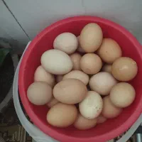 تخم مرغ طبیعی