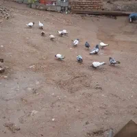 کفتر معلقی|پرنده|کرمان, |دیوار