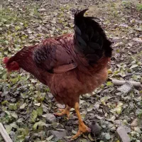 غاز محلی و خروس|حیوانات مزرعه|لاهیجان, آهندان|دیوار