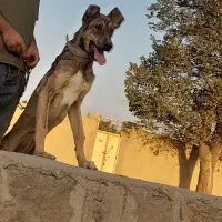 سرابی گم شده|حیوانات|تبریز, |دیوار