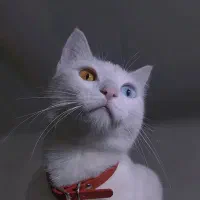 گربه ترکیش وان چشم تا به تا
