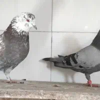 کبوتر پرشی|حیوانات|نظرآباد, رسالت|دیوار