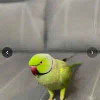 طوطی ملنگو نر رام و اهلی|پرنده|رامسر, |دیوار