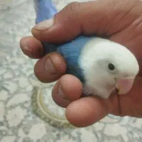 طوطی برزیلی بهترین نژاد|پرنده|قدس, شهر‌قدس|دیوار