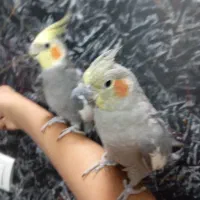 یک جفت عروس هلندی نروماده