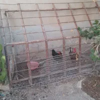 وسایل خانه|حراج|شادگان, |دیوار