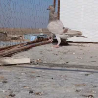 سلام دوتا گاغذی ماده خطی پنج|پرنده|دشتابی, |دیوار