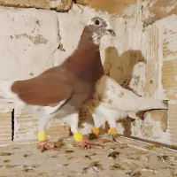 هفرنگ پرنده به شرط|پرنده|الوند, |دیوار