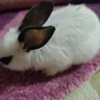 خرگوش مینیاتوری|موش و خرگوش|دزفول, |دیوار