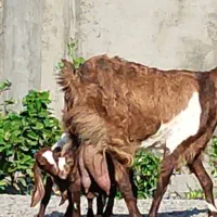 بز کهره نجدی دو کیلو شیر موقعیت جیرفت|حیوانات مزرعه|کرمان, |دیوار