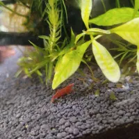 شریمپ|ماهی|شیراز, منطقه هوایی شهید دوران|دیوار