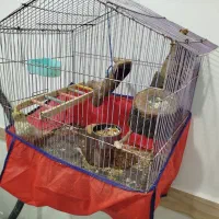 عروس هلندی|پرنده|کرمانشاه, |دیوار