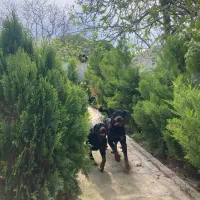 روتوایلر خالص مناسب نگهبانی و خانواده