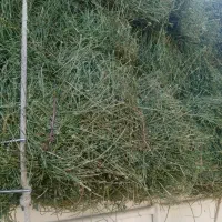 یونجه