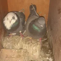 کفتر گم شده