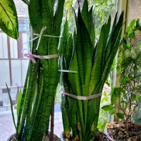 گلهای آپارتمانیگ