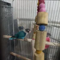 کوتوله برزیلی