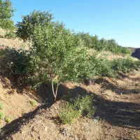 نیازمندمالی