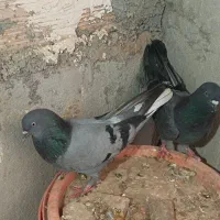 ۲کبوتر سبز|پرنده|چرداول, |دیوار