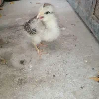 جوجه محلی سالم|حیوانات مزرعه|گتاب, |دیوار