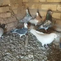 کبوتر|پرنده|اسفرورین, |دیوار